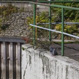 Duisburger Hafen 2017