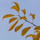 Herbst in der Dellbr&uuml;cker Heide