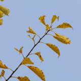 Herbst in der Dellbr&uuml;cker Heide