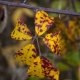 Herbst in der Dellbr&uuml;cker Heide