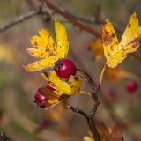 Herbst in der Dellbr&uuml;cker Heide