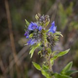 Herbst in der Dellbr&uuml;cker Heide