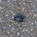 Kylltal - Kronenburg - Baasem