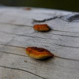 Kylltal - Kronenburg - Baasem