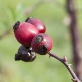 Kylltal - Kronenburg - Baasem